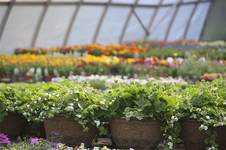 Coveyou Scenic Farm Market 2 coveyou scenic farm market flower house Coveyou Scenic Farm Market